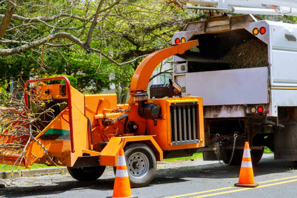 Best Best Tree Removal Services  in , RI